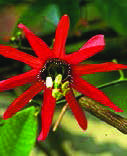 Passiflora-vitifolia.jpg