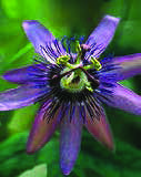 Passiflora-‘Amethyst’.jpg