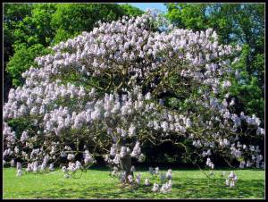 paulownia