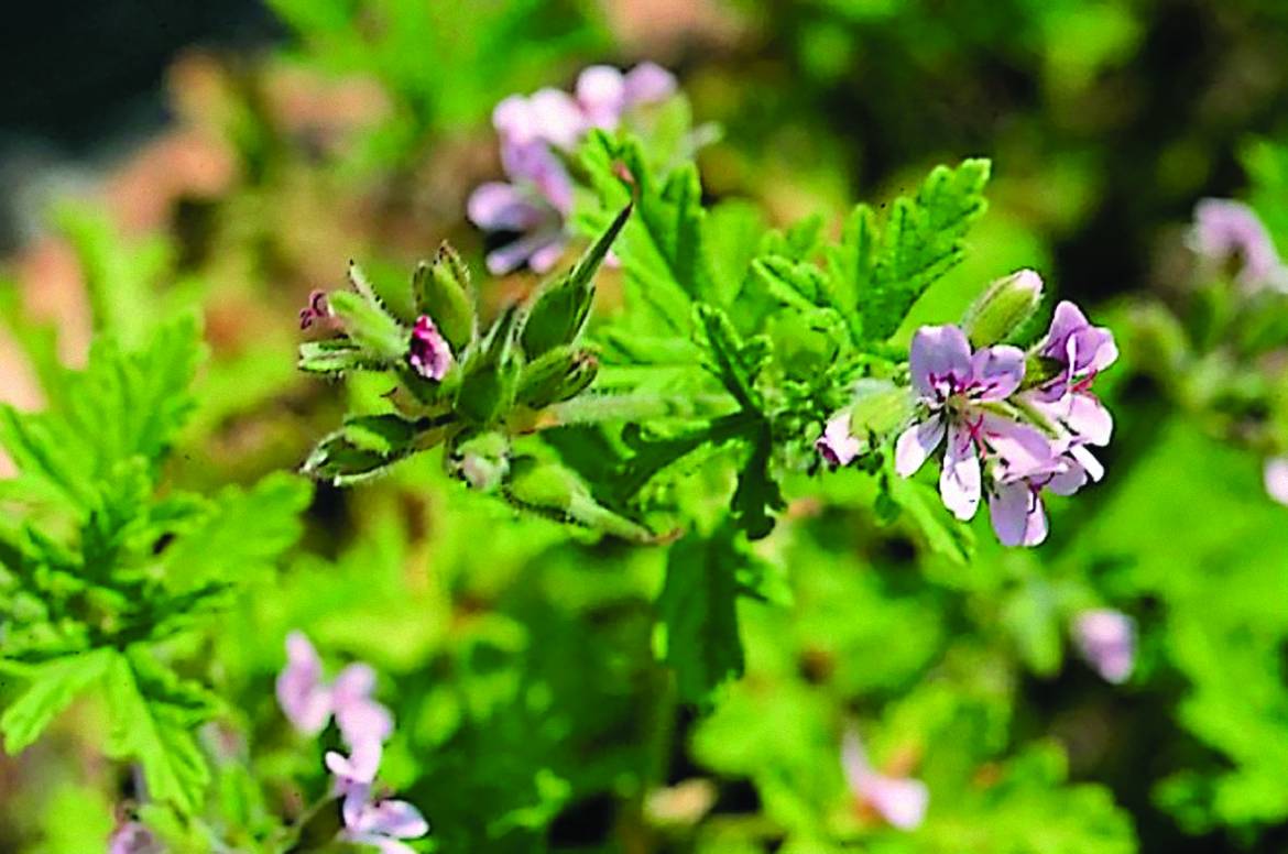 Pelargonium-Graveolens.jpg