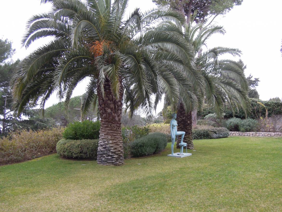 Phoenix-Canariensis.jpg