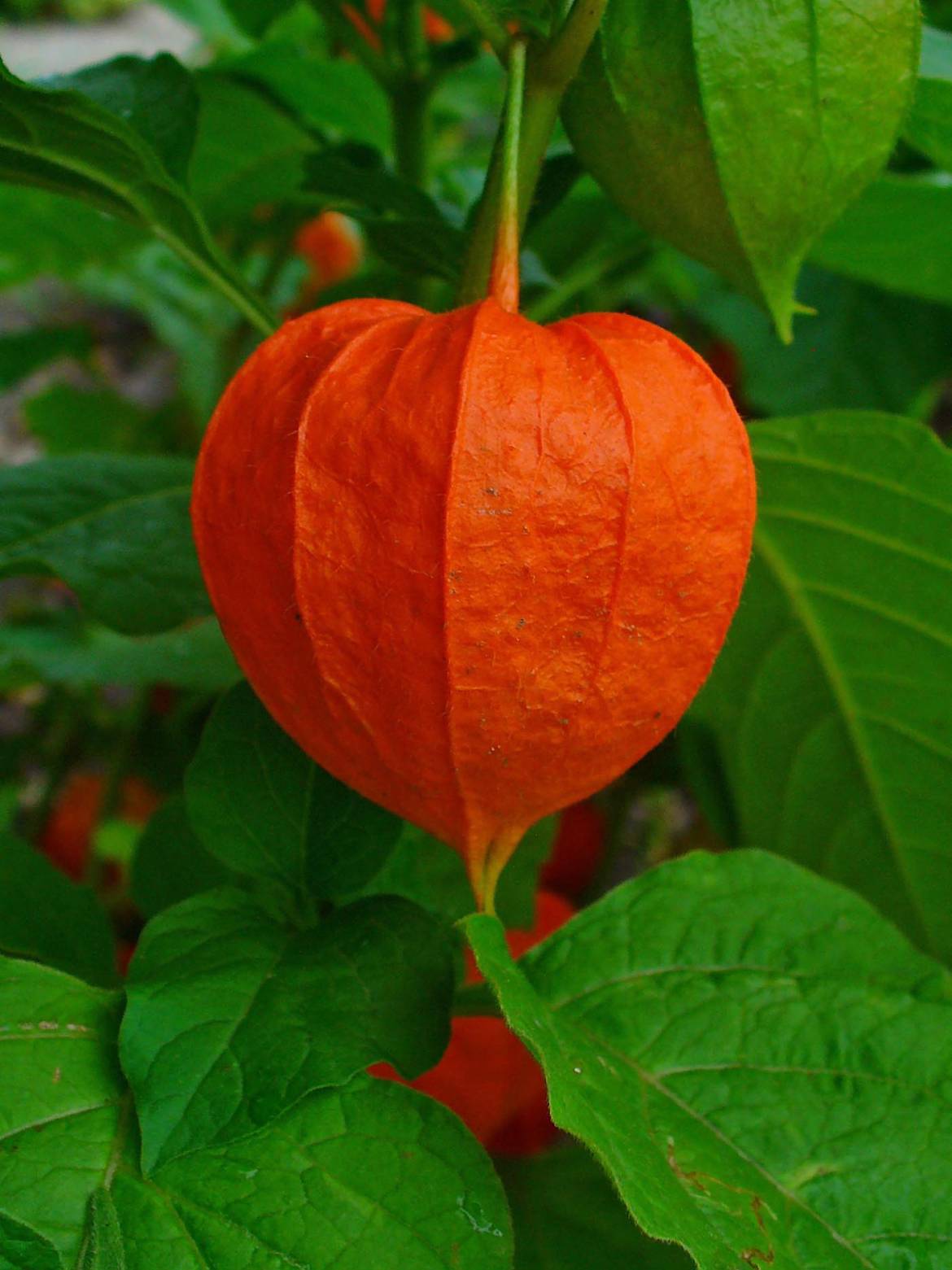 Physalis_alkekengi_004.jpg