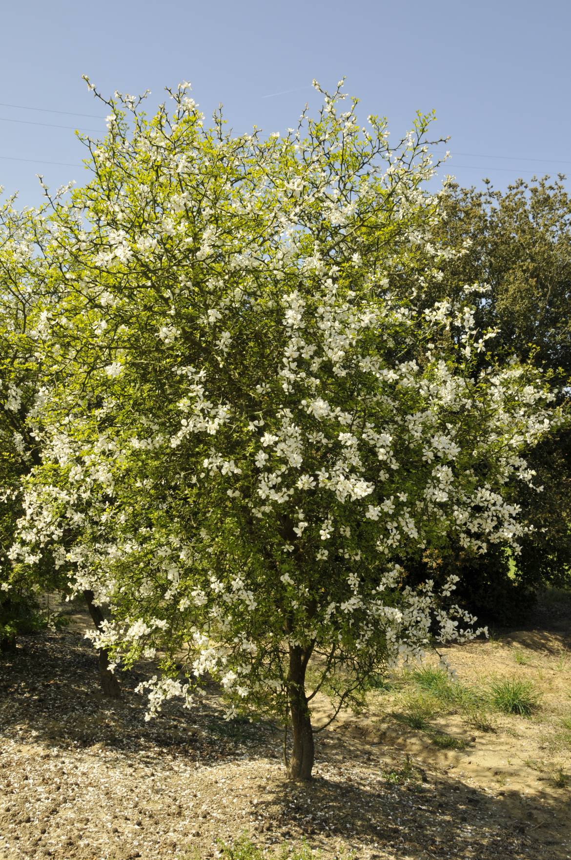 Poncirus-Trifoliata.jpg