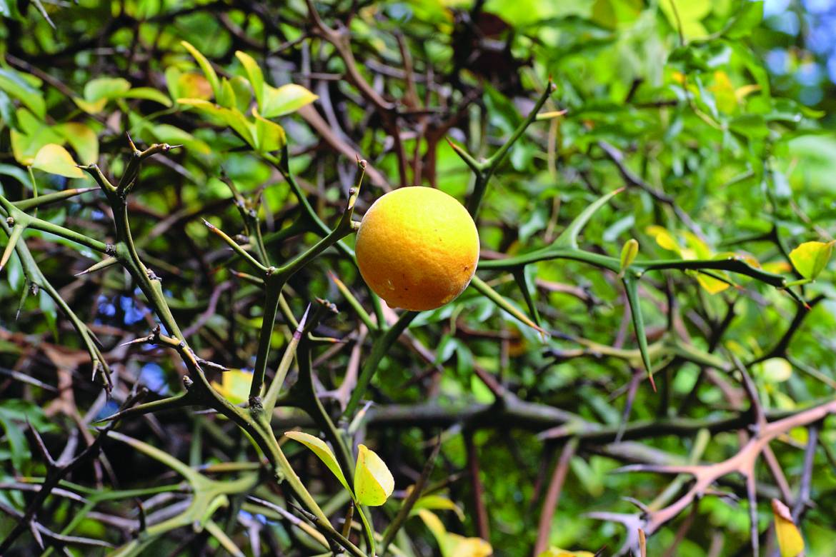 Poncirus-trifoliata-002.jpg