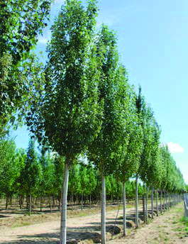 Populus-alba-‘Pyramidalis’.jpg