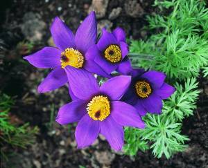 pulsatilla