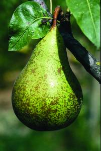 pero-pear-tree-poirier