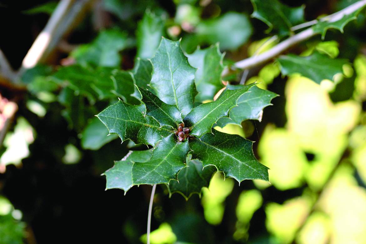 Quercus-coccifera-001.jpg