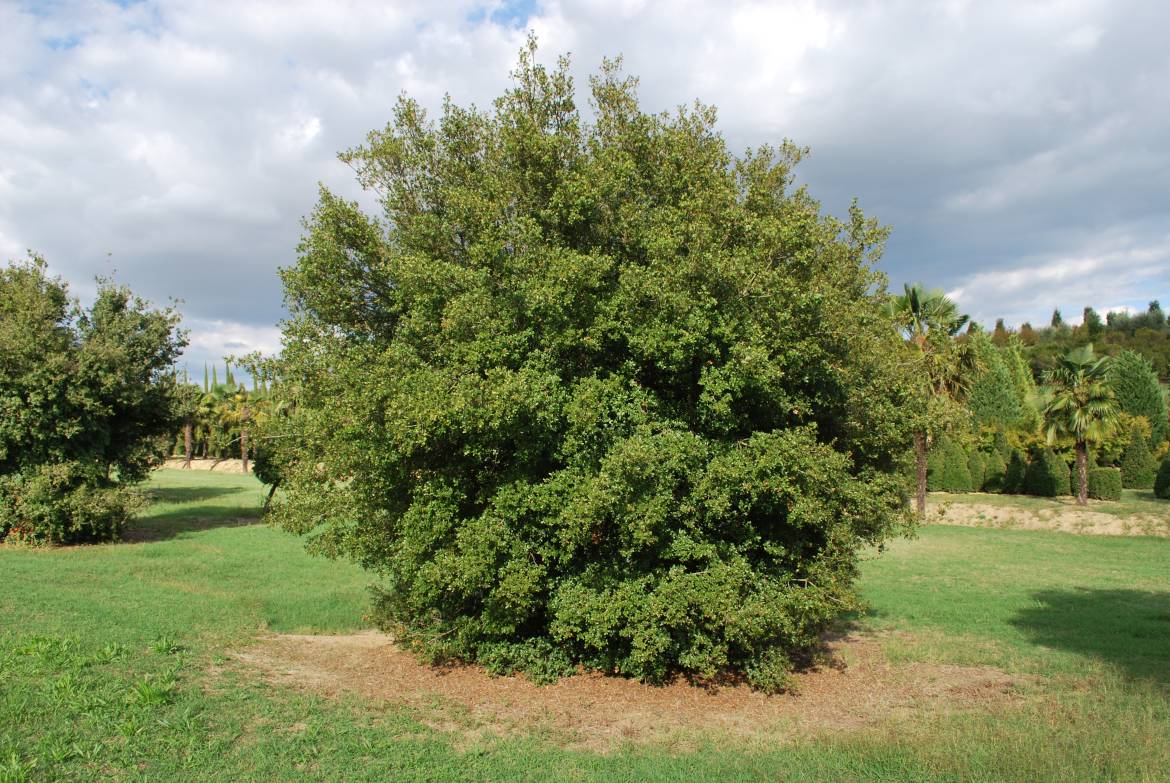 Quercus-coccifera.jpg