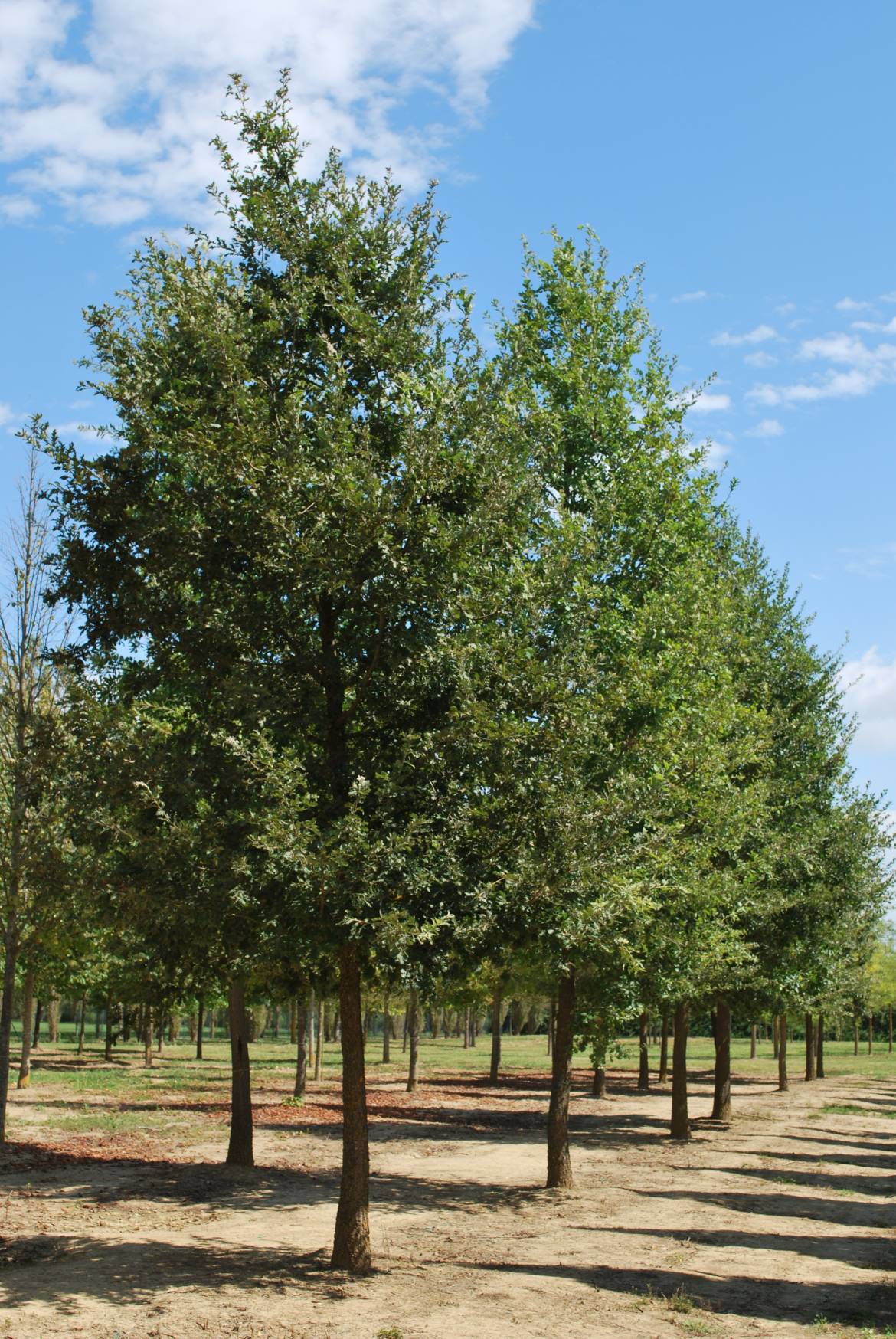 Quercus-pubescens.jpg