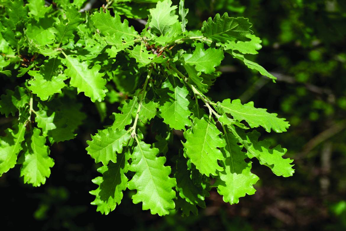 Quercus-pubescens_0002.jpg