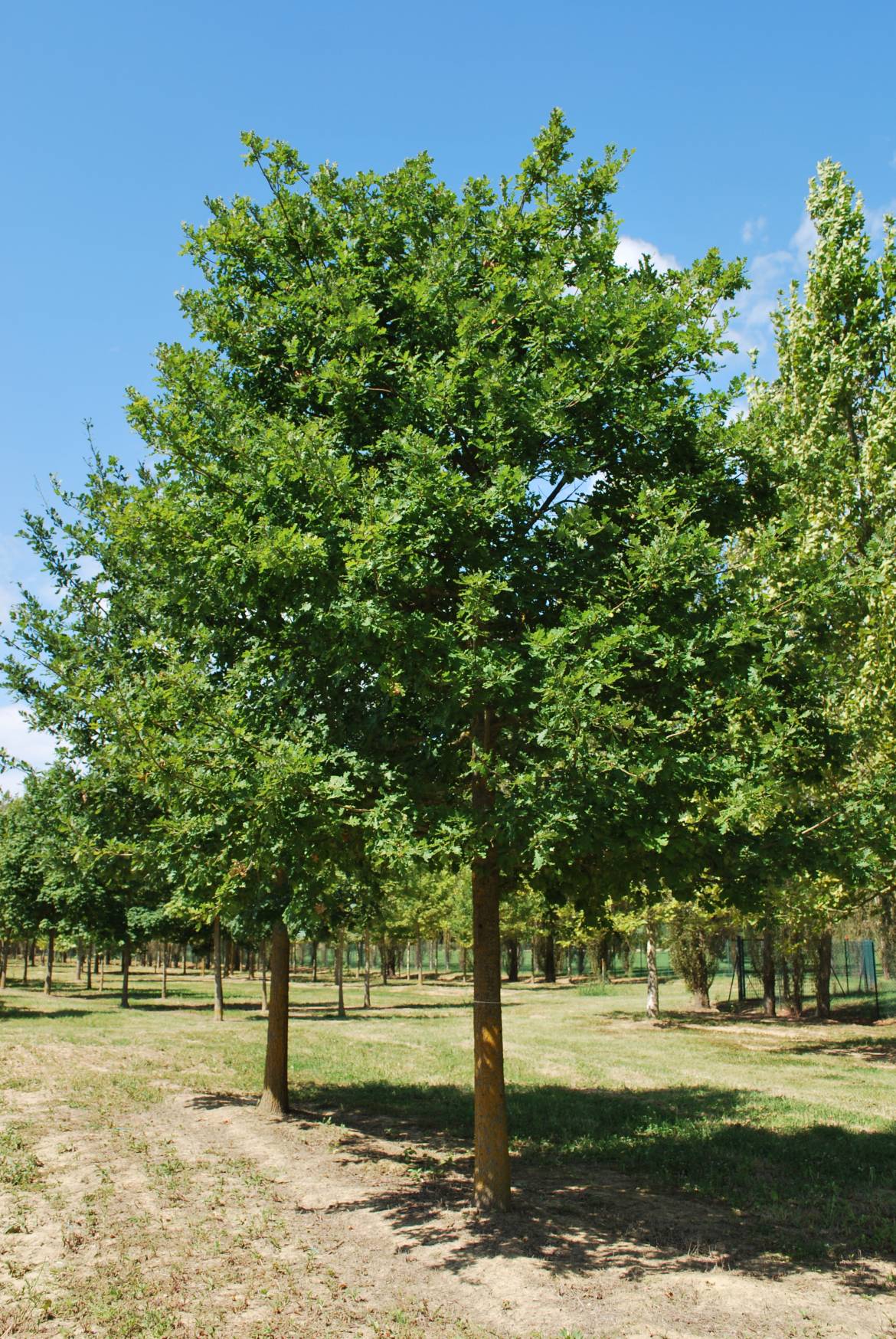 Quercus-robur.jpg