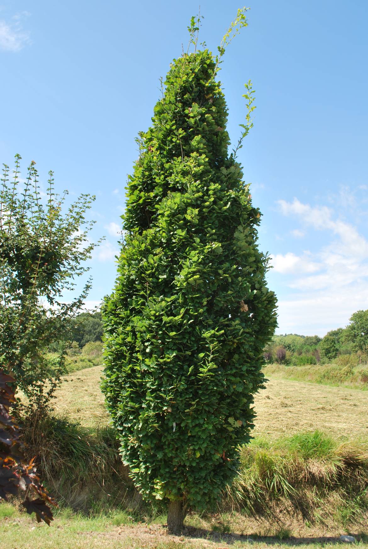 Quercus-robur-Fastigiata-3.jpg