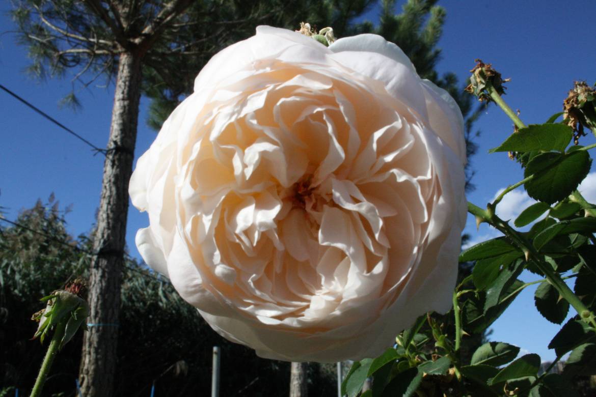 Rosa-Glamis-Castle.jpg