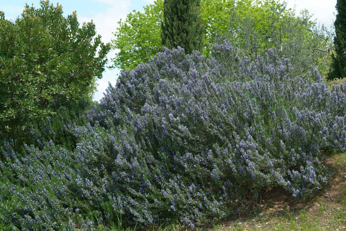 Rosmarinus-OfficinalisDSCF3298.jpg