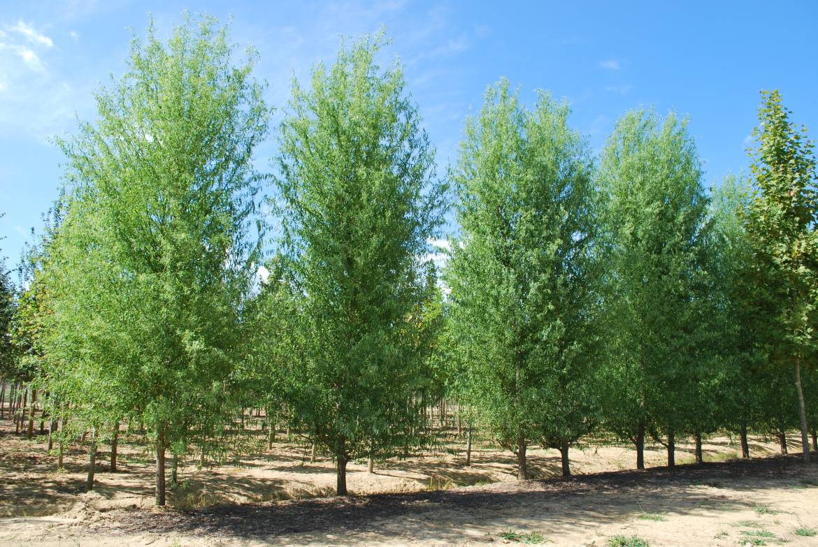 Salix-pekinensis-tortuosa.jpg