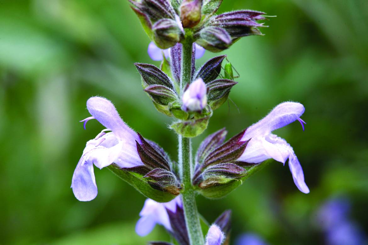 Salvia-officinalis_0007.jpg