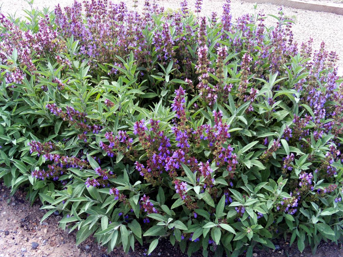 Salvia_officinalis_Habitus_DehesaBoyalPuertollano.jpg