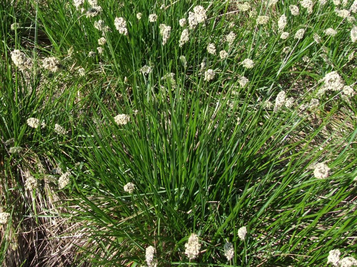 Sesleria_heufleriana_a3.jpg