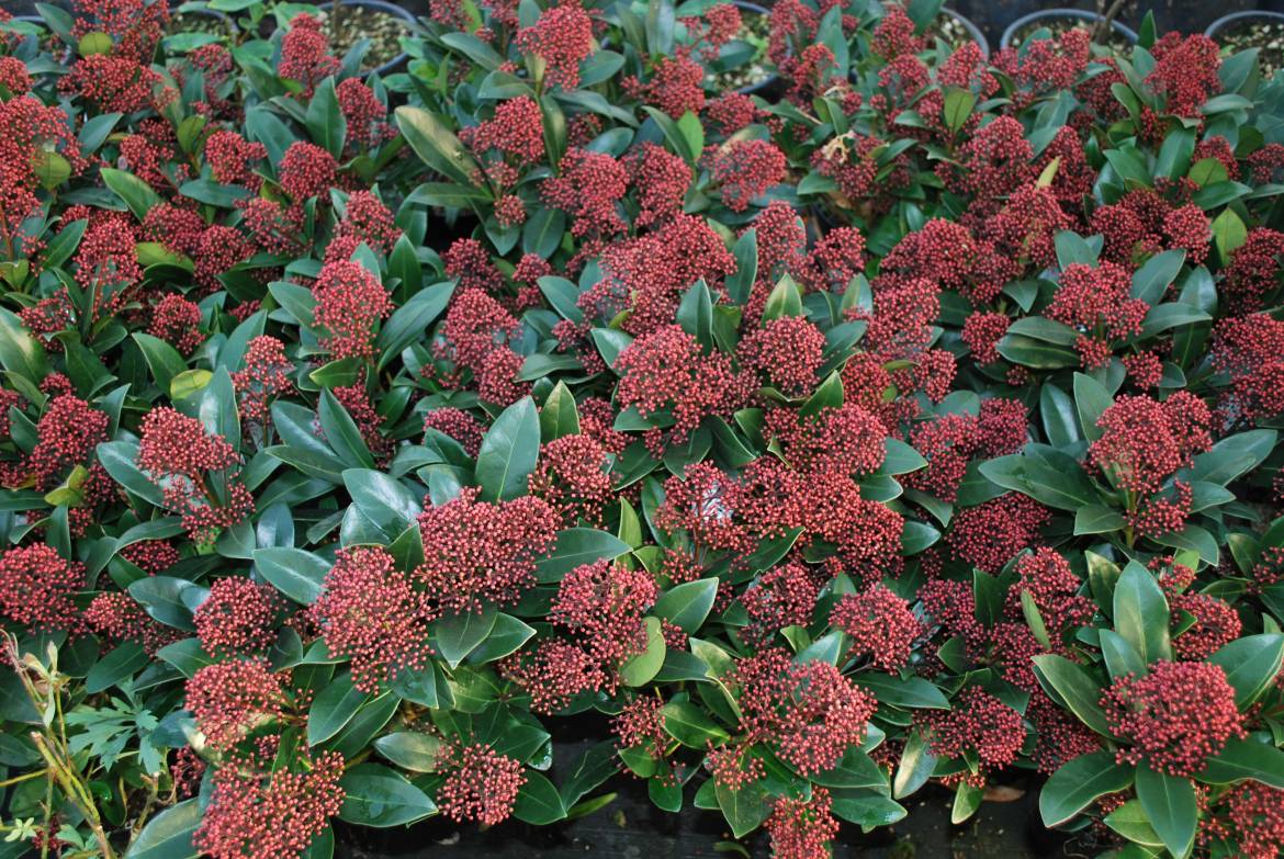 Skimmia Japonica Rubella (4) - Catalogo Margheriti