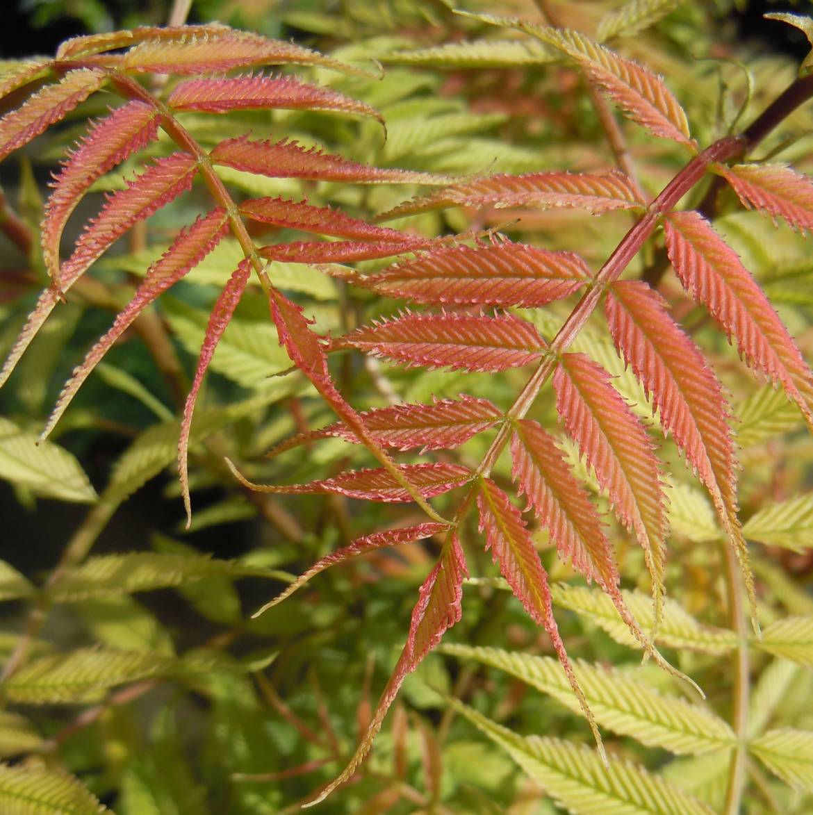 Sorbaria-sorbifolia-Sem.jpg