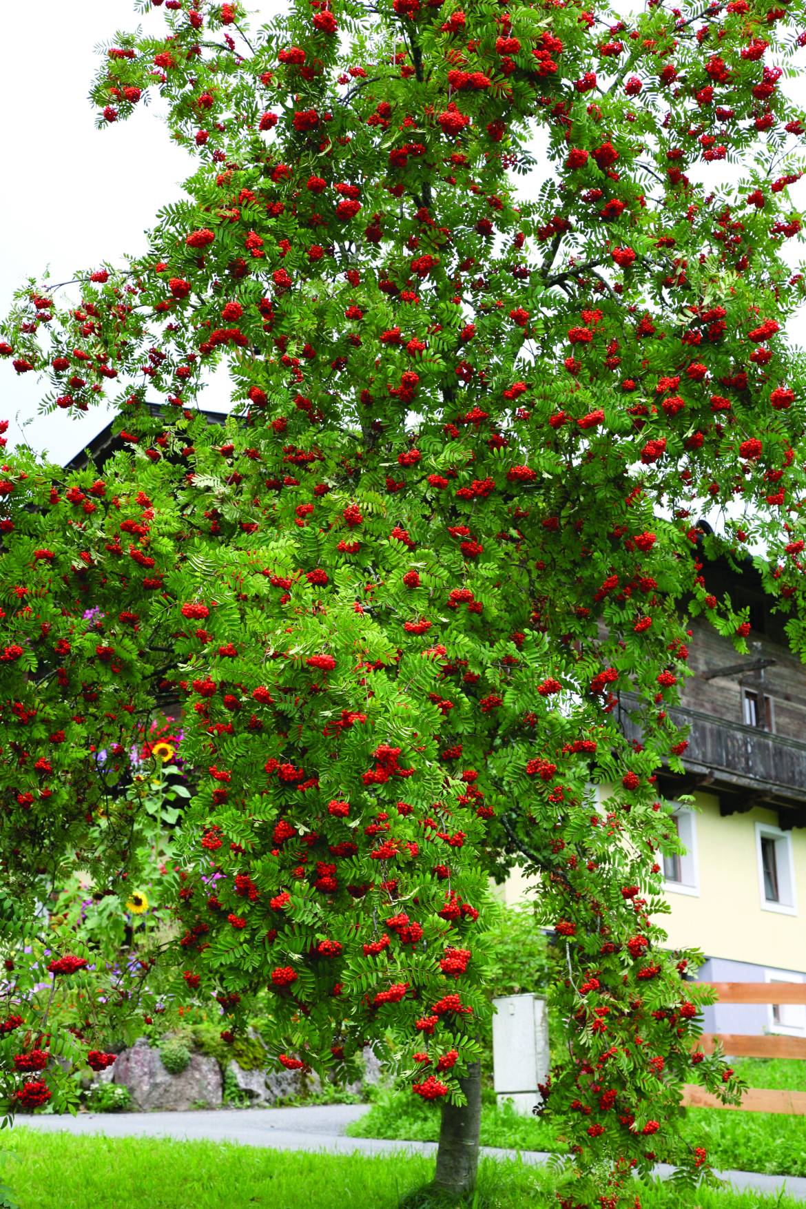 Sorbus-aucuparia_00001.jpg