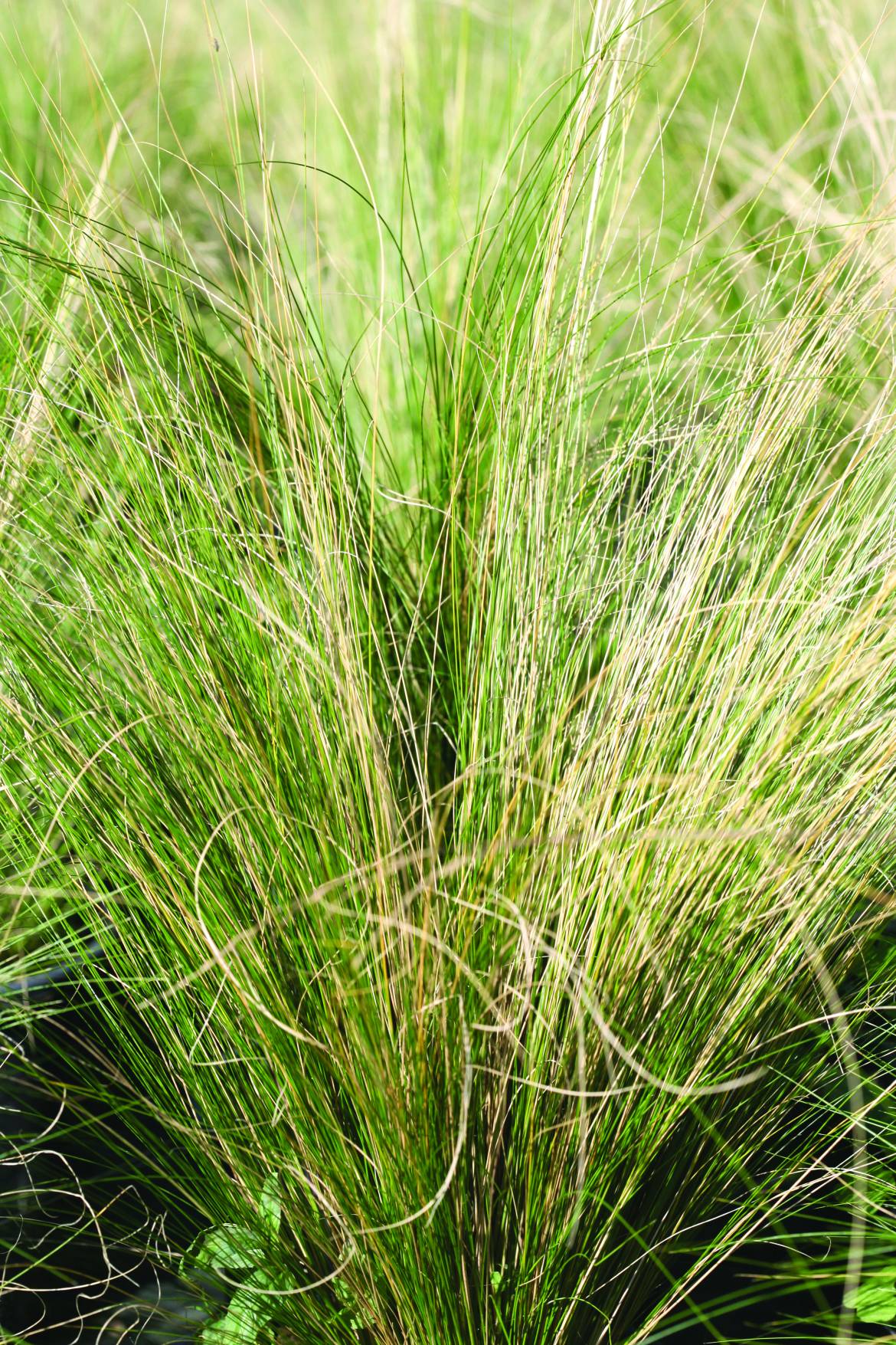 Stipa-tenuissima-002.jpg