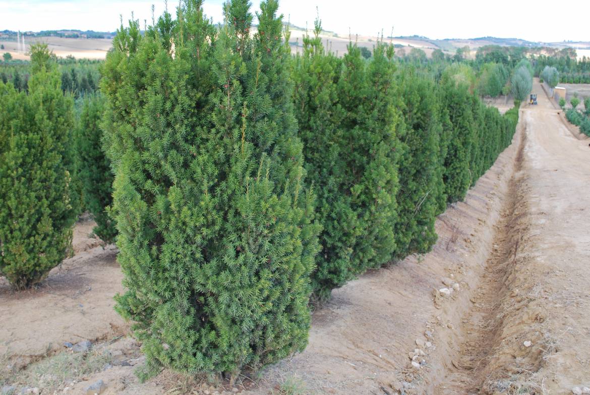 Taxus-media-hilli.jpg