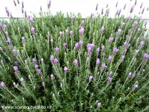 lavandula