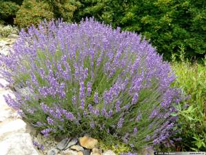 lavandula