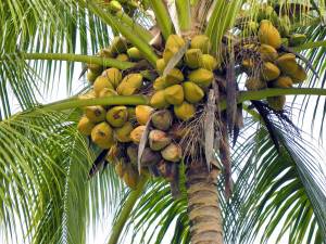 Cocos nucifera