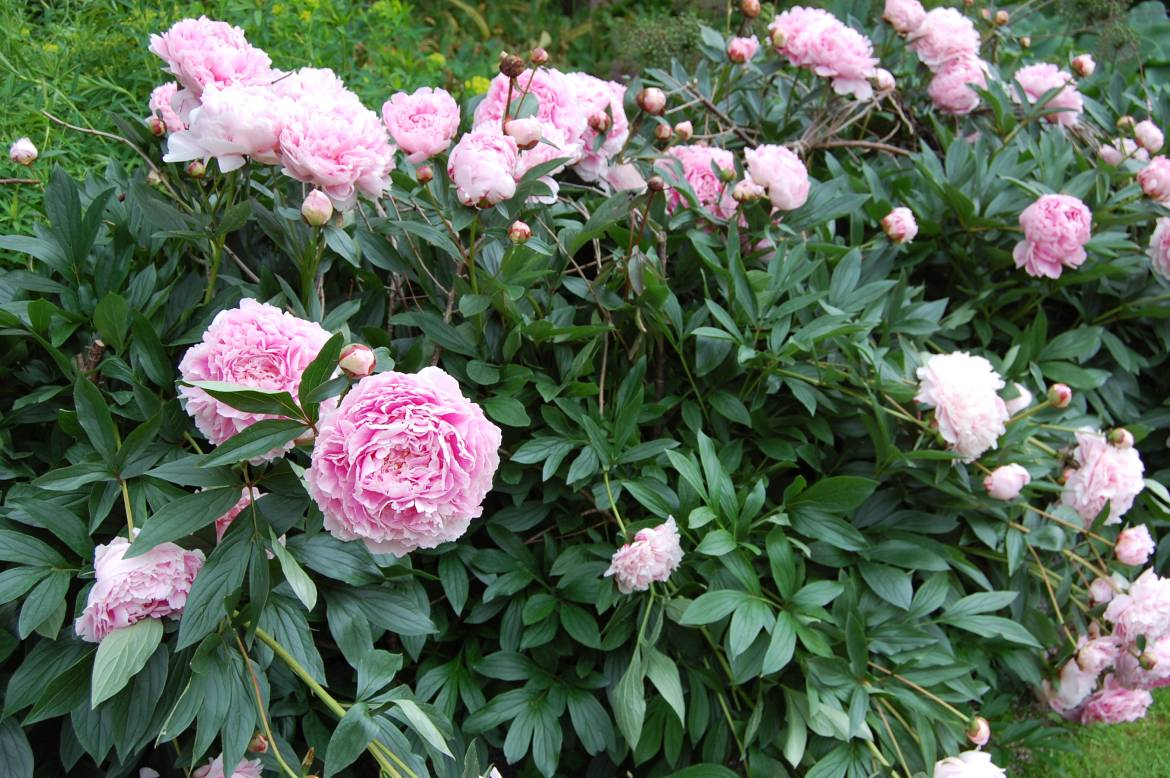 paeonia-lactiflora-sarah-bernhardt-1.jpg