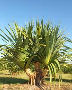 pandanus