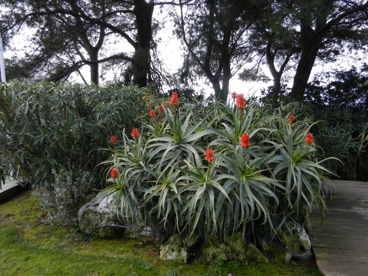 Aloe-ArborescensDSCN8692.jpg