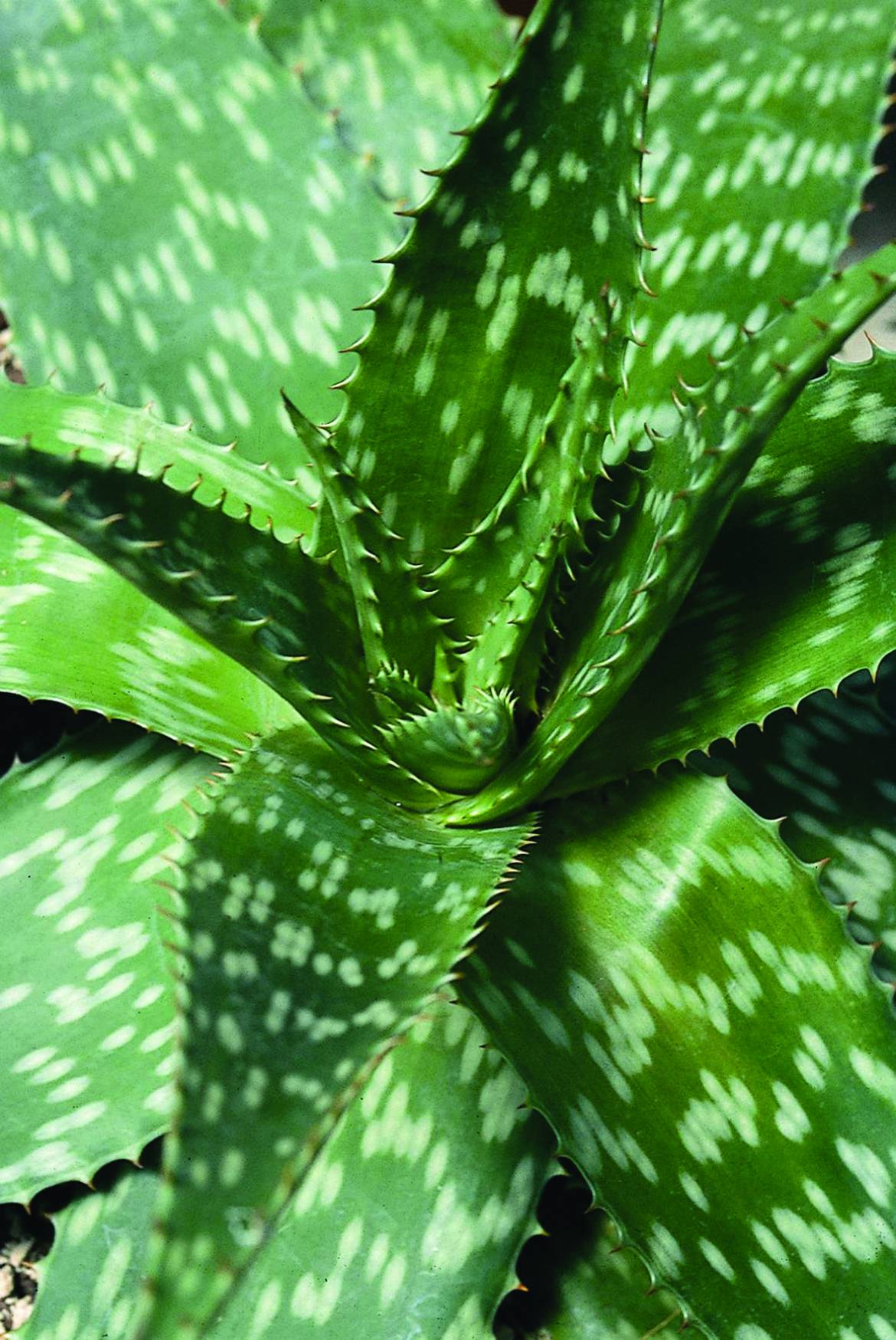 Aloe-saponaria-.jpg